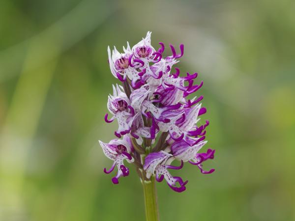 <h3><a href="/trips/Greece/biota/plantae/tracheophyta/liliopsida/asparagales/orchidaceae/orchis simia/orchis simia-nl.html">Orchis&nbsp;simia</a> / Monkey&nbsp;orchid / Aapjesorchis</h3>OM-1 Mark II met OLYMPUS M.150-400mm F4.5, 1/2000 sec  bij F4.5, ISO 1000, afstand 4.15&nbsp;m